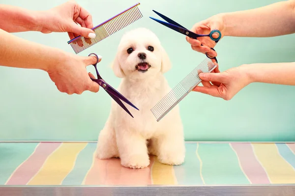 Small White Dog Has Been Washed Its Fur Dried Its — Stock Photo, Image