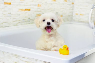 Küçük beyaz bir köpek banyoda banyo yapıyor. Köpek mutlu.