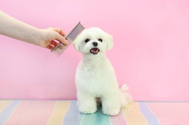 Küçük beyaz ve tüylü bir köpek bir tımarcı tarafından taranır.