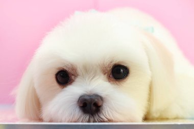 Küçük beyaz bir köpek turkuaz bir arka planda yatıyor ve hayaller kuruyor.