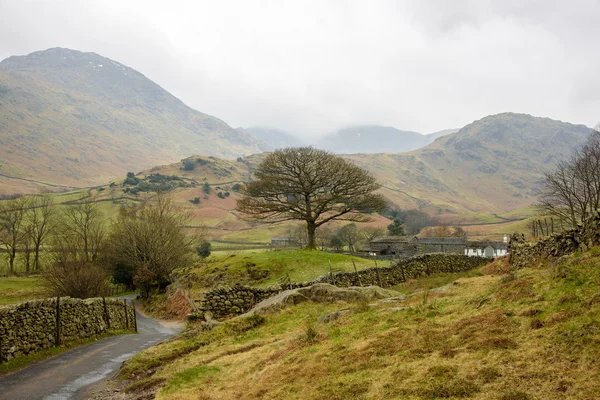 Oak tree, Lake District — Stock Photo, Image