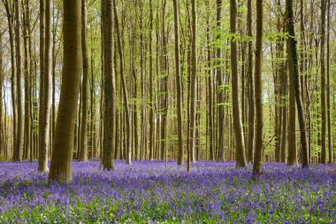 Bahar mavi kayın ormanı (6)