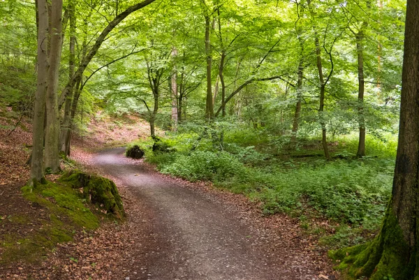 Ormanda dolambaçlı yol