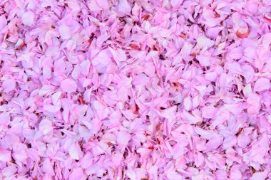 Kiraz çiçek yaprakları her yerinde (yakın çekim)