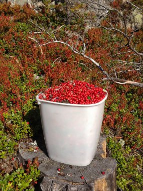 İsveç kirazı kova ormanda