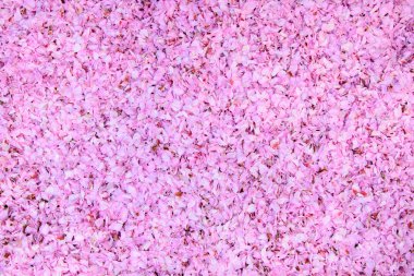 Kiraz çiçek yaprakları her yerinde (arka plan)