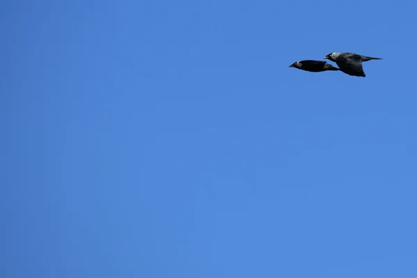 Terbang sepasang jackdaws — Stok Foto