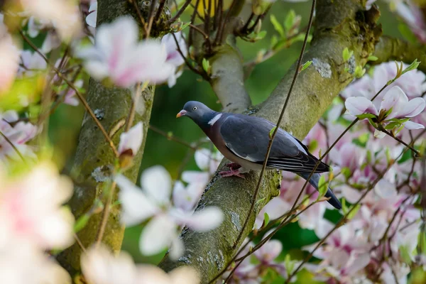 Pigeon des bois commun dans l'arbre Magnolia — Photo