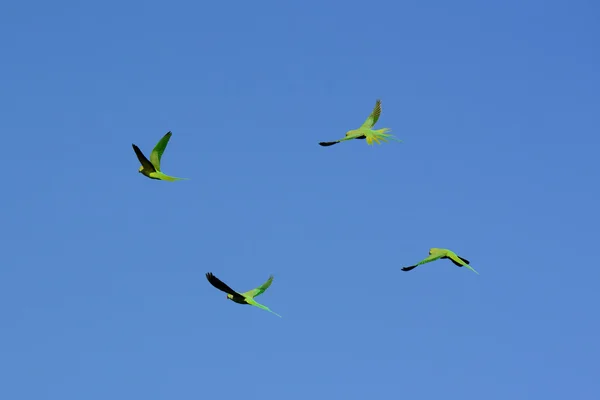 Vliegen groen vierkantje — Stockfoto
