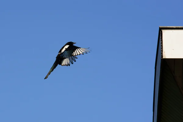 Bijna daar - een ekster in de vlucht. — Stockfoto