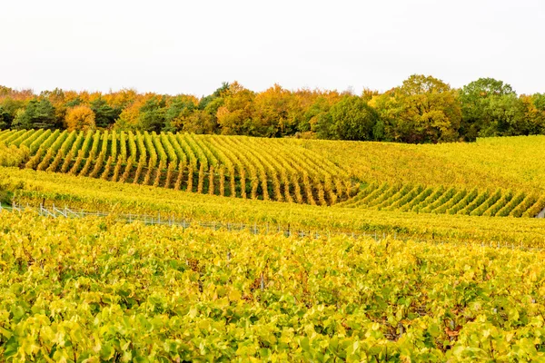 Campos de vino de champán durante el otoño — Foto de Stock