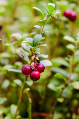 İsveç kirazı yakın çekim