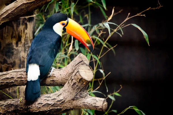 Toucan on a branch — Stock Photo, Image