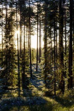 İlk kış frost yeşil orman (dikey)