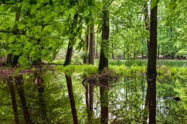 JP32825-Göletteki Ağaçlar - Fransa 'nın Vosges bölgesindeki temiz su göleti. - Ormanda küçük bir göl. Yeşil manzara, güneş ışığında parlar. Ağaçlar berrak suya yansıyor..