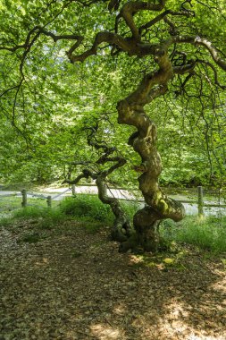 _ JP3538-Tortuous kayın ağacı - 