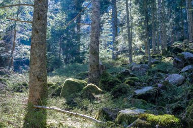 JP68187-güneşli çalılıklar - Vosges 'daki dağ altı çalılıkları. Sabah güneşi yaprakları delip geçer. Bazı kayalar yosunla kaplı..