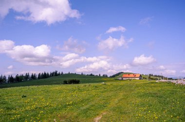 İsviçre kırsalının JP68912 manzarası - Neuchatel 'in iç kesimlerindeki pastoral tepeler. Yeşil çimenler sarı arnica çiçekleriyle benekli. Arka planda sarı çatılı büyük bir koyun ağılı..