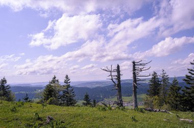 İsviçre 'nin İsviçre kırsalının JP68915 manzarası - İsviçre' nin Neuchatel bölgesinin dağ manzarası. Mavi gökyüzünde iki ölü köknar gövdesi dikilir..