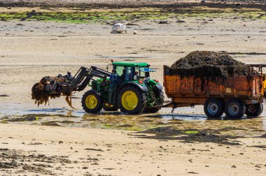JP9 _ 8910-Seaweed hasadı Brittany, Fransa 'da bir plajda deniz yosunu hasat ediyor. Bir traktör ve bir römork. İşçiler dinleniyor, yosun yığınının üzerinde yatıyorlar..