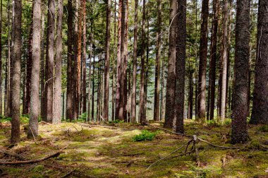 Ormandaki bir çalılıkta JP84551-sabah aydınlatması. Köknar ağaçlarının sıkı duruşu diğer bitki türlerini engeller. Toprak yosun ve eğreltiotlarıyla kaplı..