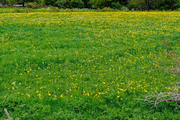 _JP84619-flowery meadow - Meadow dotted with yellow and blue flowers. In the mountains, in the southern alps of France, a colorful carpet of flowers