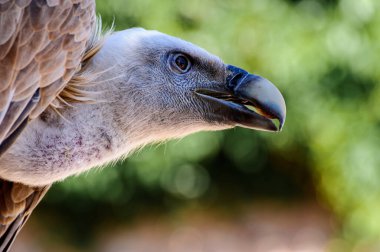 JP72033-yakın plan kafa ve kartal gagası. - Bu Griffon akbabasının güçlü bir gagası var. Bu bir leş yiyici..