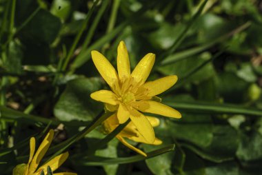 Fransa 'nın Alsace kentindeki bir bahçede çiçekteki hayal dünyası. Yeşil çimen arka planında güzel sarı bir selandin çiçeğine yakın plan.