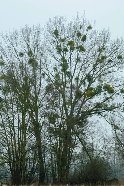 Clumps of mistletoe on a willow tree in Alsace, France. On the banks of the river Ill, in the winter mist. This big willow stripped of its leaves by the winter lets see numerous clumps of mistletoe.