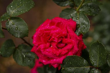 Ferahlatıcı bir bahar duşundan sonra gül çiçeği. Az önce küçük bir yağmur alan güzel kırmızı bir gülü yakından çek. Birkaç damla su yaprakları dağıtır ve renkler canlanır..