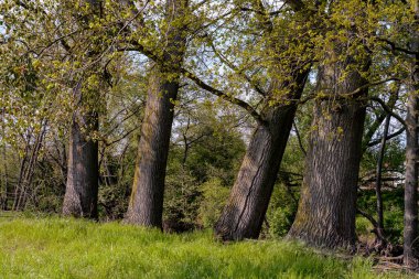 Dört büyük kavak sandığı, Alsace, Fransa. Bu kavaklar, onlarca metre yüksekliğinde, nehrin kıyısında tarlalarda yetişir..