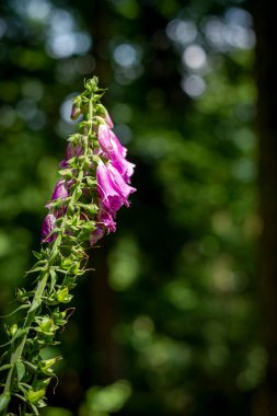Ormanda mor yüksükotu çiçeği. Vosges 'in güneşli yamaçlarında, bu güzel çiçek ormanı aydınlatır..