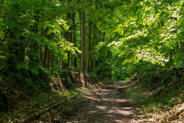 Fransa 'nın Alsas Vosges bölgesindeki küçük orman yolu..