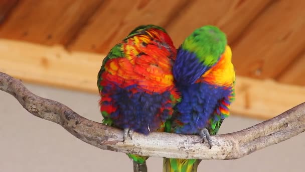 Couple de Lorikeet assis sur une branche — Video