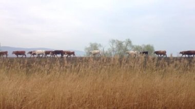 Doğada yürüyüş inekler