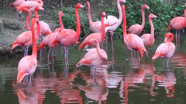 Pembe flamingolar grubu — Stok video