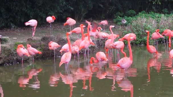 Rosa flamingos i grupp — Stockvideo