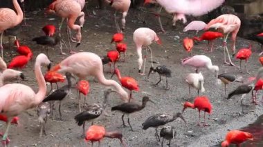 Besleme Birds hayvanat bahçesinde