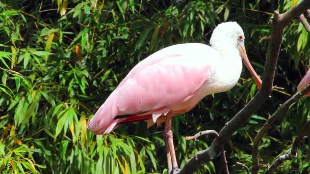 Espátula rosada encaramada en una rama de árbol — Vídeos de Stock