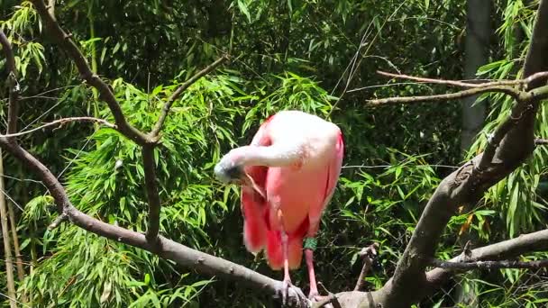 Rosentärna skedstork uppflugna på en gren — Stockvideo