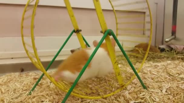 Hamster op wiel in een kooi — Stockvideo