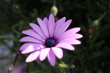 Osteospermum mor çiçek