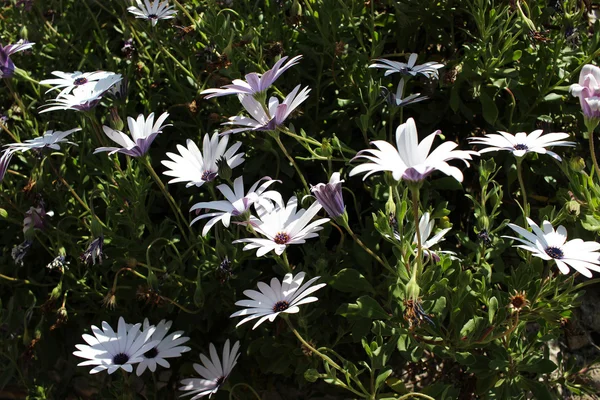 Flor branca de Osteospermum — Fotografia de Stock
