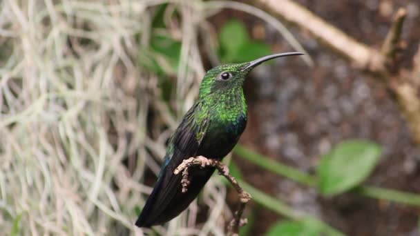 Colibri caraïbe à gorge verte 