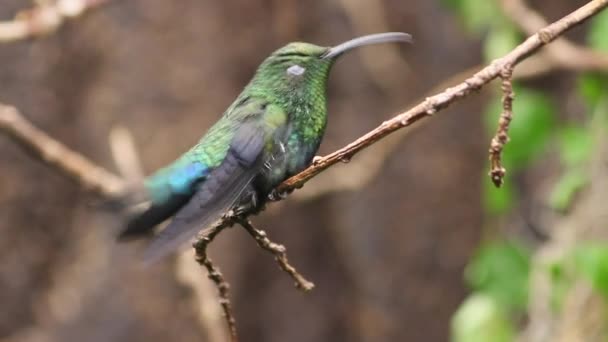 Hummingbird zat op een tak — Stockvideo