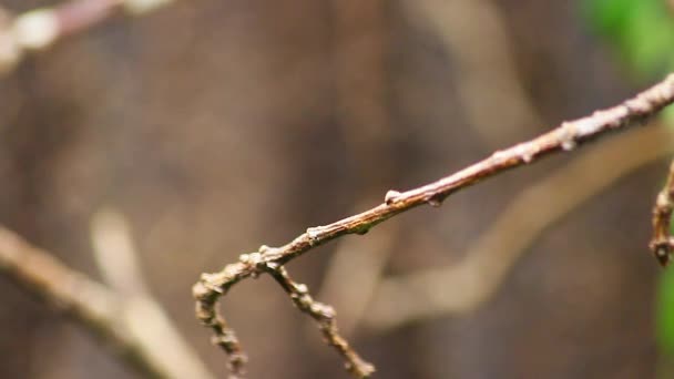 Beaux Colibri Volants 