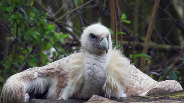 Buitre leonado del Himalaya — Vídeos de Stock