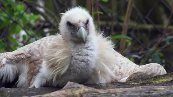 Himalayan Griffon gam närbild — Stockvideo