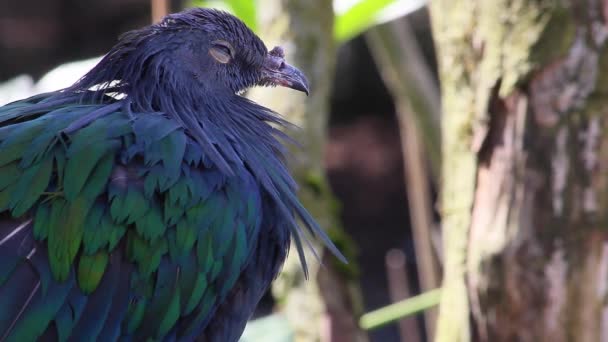 Nicobar Pigeon (Caloenas Nicobarica) — Stock Video