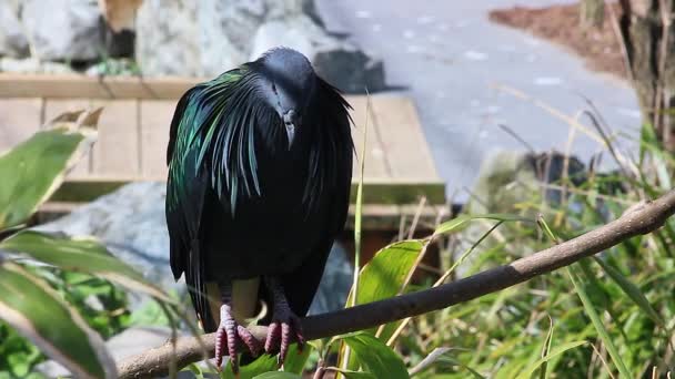 Pombo Nicobar empoleirado em um ramo de árvore — Vídeo de Stock